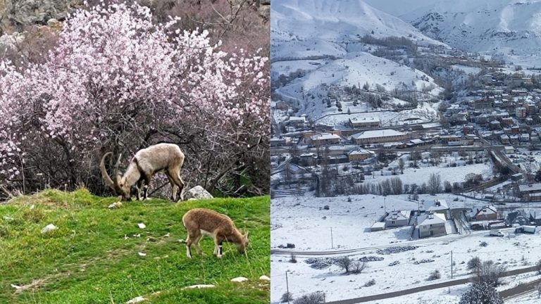 Aynı il, iki mevsim: Çemişgezek bahar bahçe, Ovacık ve Pülümür kar boran