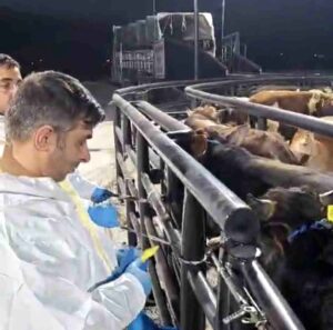 ŞAP hastası 29 hayvan Elazığ’da yakalandı, sahibine 199 bin lira ceza kesildi