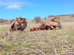Mazgirt ilçesinde domuz leşine gelen akbabalar, fotokapana takıldı