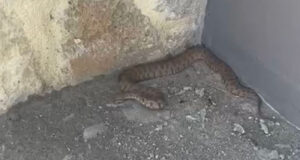 Pertek kalesinde, Türkiye’nin en zehirli yılanlarından olan koca engerek görüntülendi