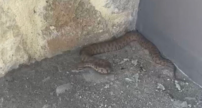 Pertek kalesinde, Türkiye’nin en zehirli yılanlarından olan koca engerek görüntülendi