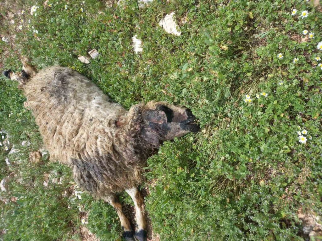 Tunceli’de sürüye saldıran kurt, çok sayıda koyunu telef etti