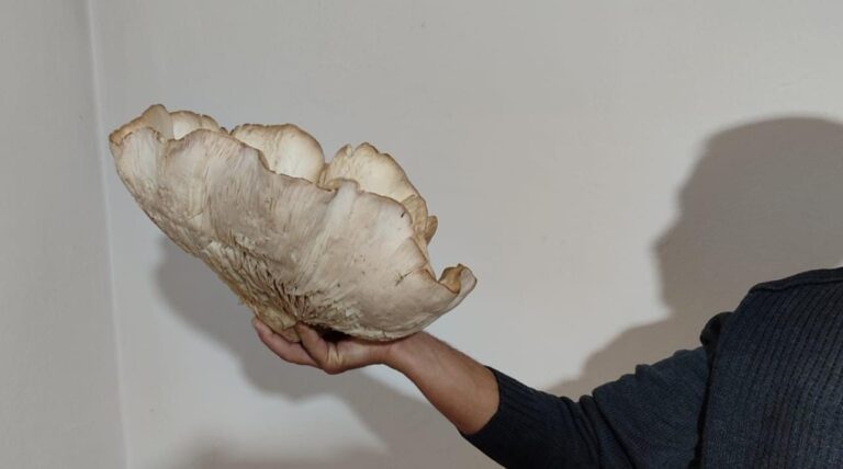 Tunceli’de, 3 kilo 120 gramlık kunkor mantarı görenleri şaşırttı