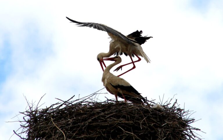 Tunceli’de örnek davranış: Hasarlı binaların çatılarındaki leylek yuvaları güvenli yere taşındı