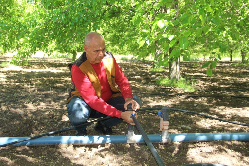 Tunceli’de dut üreticileri yeni sezon için bahçeye indi