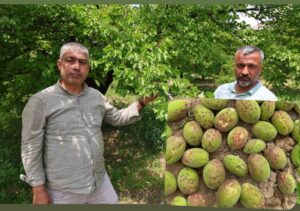 Dolu ve sis, Elazığ’da kayısı ağaçlarına zarar verdi