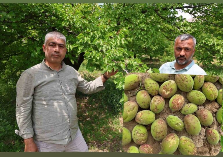 Dolu ve sis, Elazığ’da kayısı ağaçlarına zarar verdi