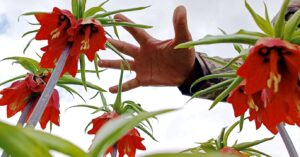 Ters laleler Ovacık ve Çemişgezek dağlarına renk kattı