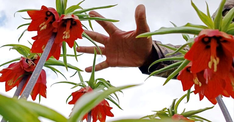 Ters laleler Ovacık ve Çemişgezek dağlarına renk kattı