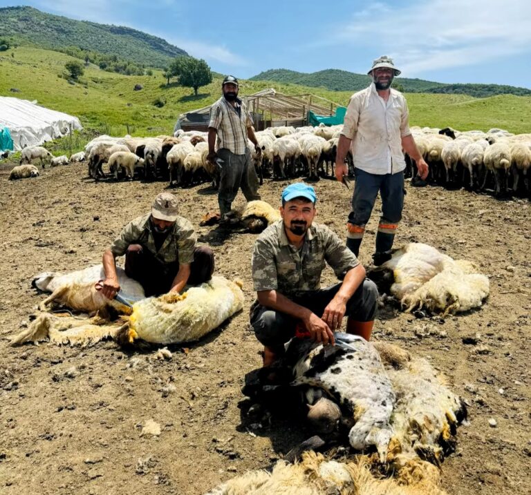 Tunceli’de küçükbaş üreticilerinin kırkım mesaisi başladı