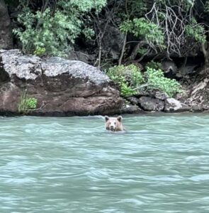 Boz Ayı Munzur çayında kendisini akıntıya bıraktı