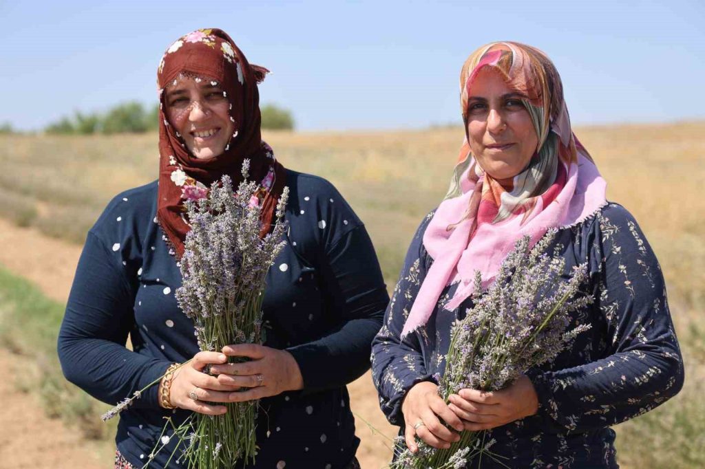 Gelin ve görümce sırt sırta verdi, lavanta bahçesi kurdu