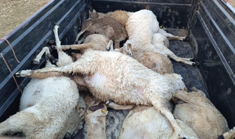 Tunceli’de koyun sürüsüne yıldırım isabet etti. çok sayıda koyun telef oldu