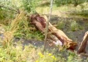 Tunceli’de şiddetli rüzgar hayatı felç etti