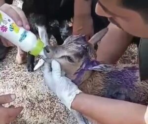 Tunceli’de sokak köpeklerinin saldırısına uğrayan yavru dağ keçisi tedavi altına alındı