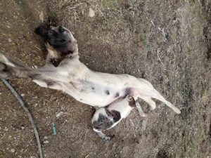 Böyle sütannelik görülmedi