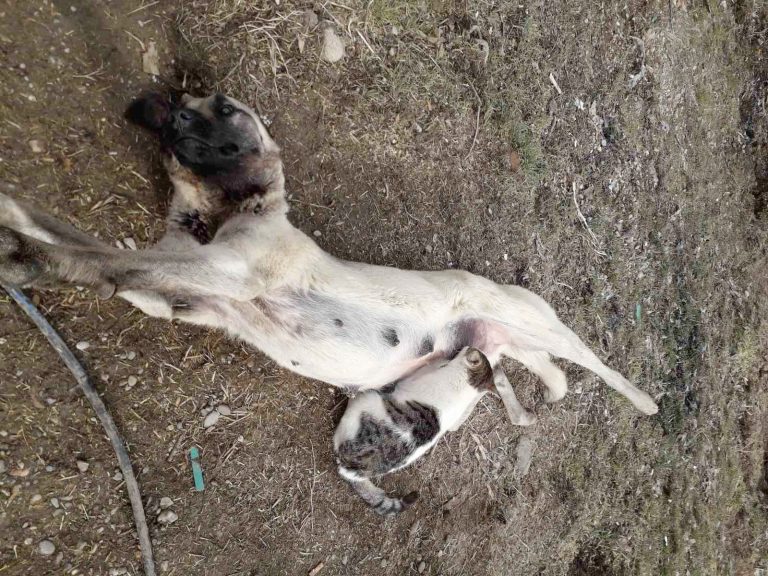 Böyle sütannelik görülmedi