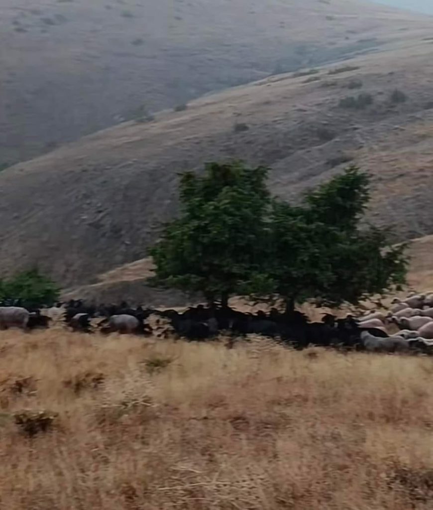 Elazığ’da yıldırım düşmesi sonucu 20 hayvan telef oldu