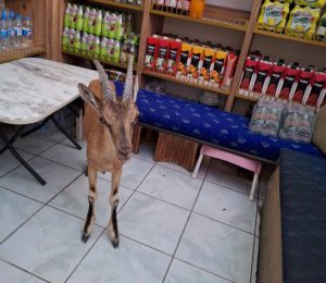 Çemişgezek’te çarşı merkezinde dolaşan yaban keçisi esnaf dükkanına girdi