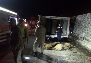 Tunceli’de canlı hayvan nakil aracı devrildi: Sürücü yaralandı, çok sayıda hayvan telef oldu