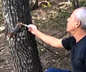 Kesilen ağaçta bulunan yavru sincapları şırınga ile beslediler