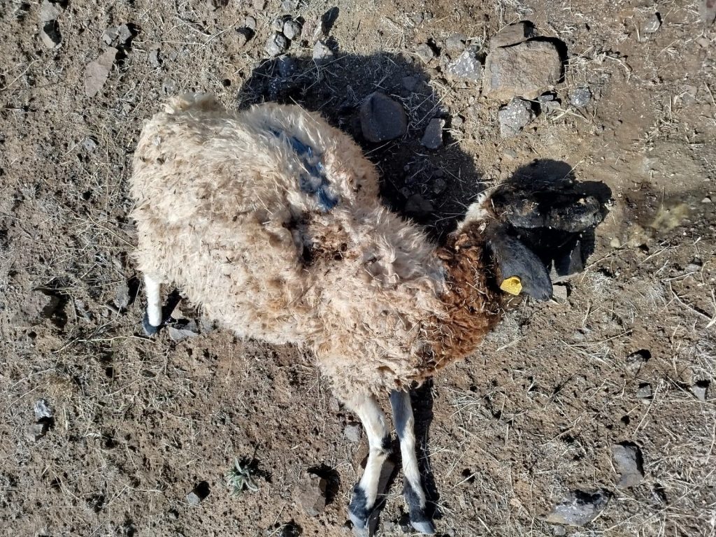 Çemişgezek’te koyun sürüsüne kurtlar saldırdı