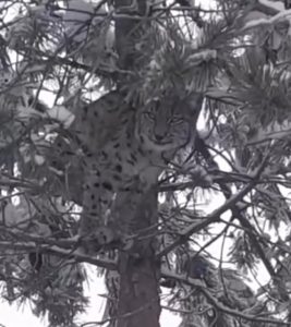 Kırmızı listedeki vaşaklar Tunceli’de görüntülendi