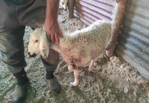 Çemişgezek’te ağıla giren kurt 26 koyunu telef etti, çok sayıda koyunu ağır yaraladı