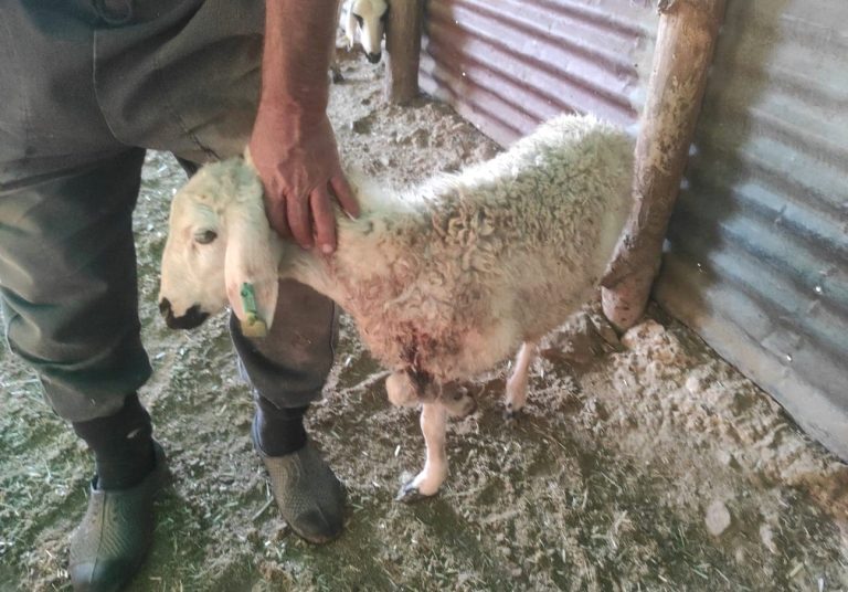 Çemişgezek’te ağıla giren kurt 26 koyunu telef etti, çok sayıda koyunu ağır yaraladı