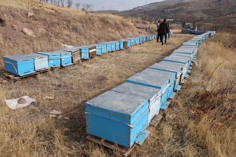 Erken gelen soğuk ve kar arıcıları sevindirdi