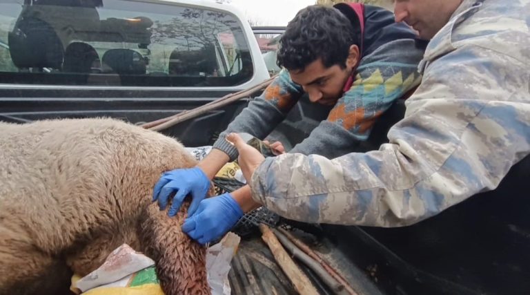 Çemişgezek kırsalında yaralı bulunan yaban keçisinin imdadına DKMP ekipleri yetişti