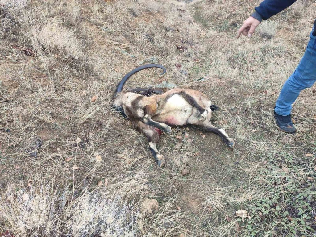 Tunceli’de İyi Parti Milletvekili Karaman’a yasak av cezası kesildi