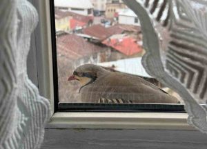 Perdesini Araladı, Penceresine Kınalı Keklik Kondu