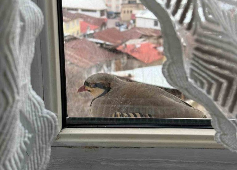 Perdesini Araladı, Penceresine Kınalı Keklik Kondu