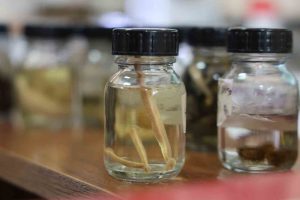 Prof. Dr. Naim Sağlam: “Tıbbi sülükler yalnızca uzman kişilerce kullanılmalı”