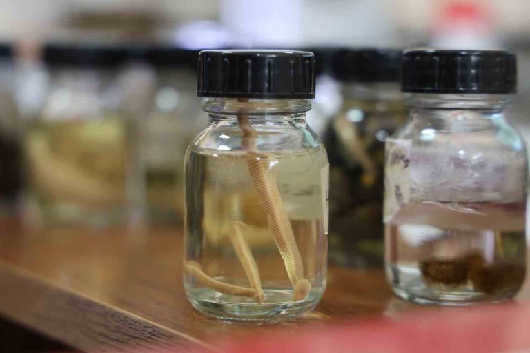 Prof. Dr. Naim Sağlam: “Tıbbi sülükler yalnızca uzman kişilerce kullanılmalı”