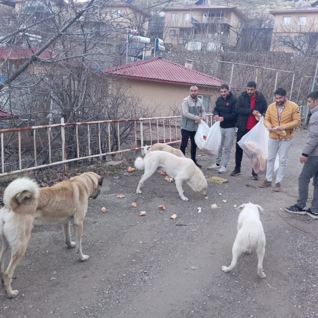 Ulukaleli gençlerden sokak hayvanları için örnek seferberlik