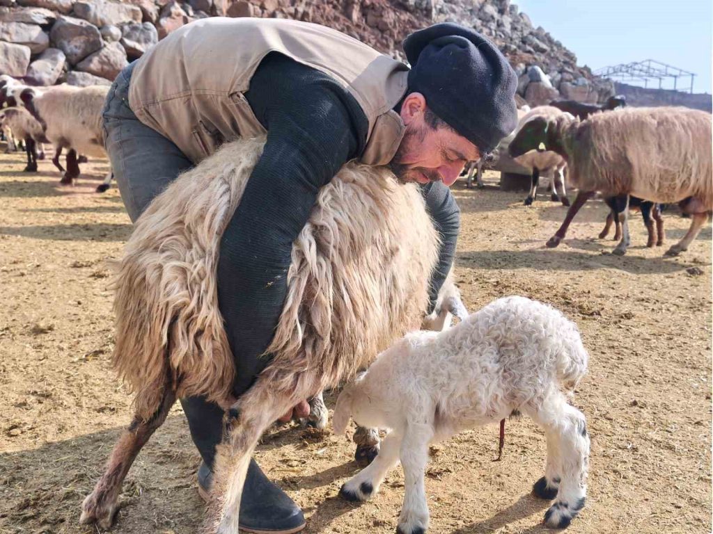 Tunceli’de şap tedirginliği yaşayan üreticiler 24 saat kuzu nöbeti tutuyor