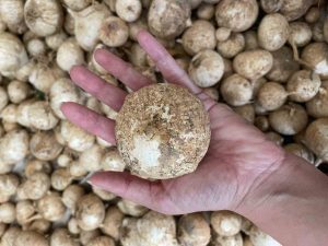 Toplamanın cezası 557 bin lira: O sarımsağı korumak için proje hazırlandı