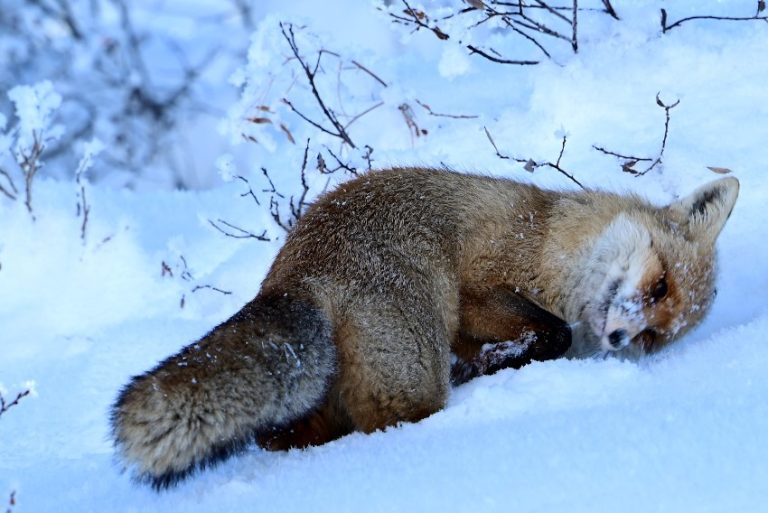 Tunceli dahil 20 ilde oral aşı atım çalışması gerçekleştirilecek