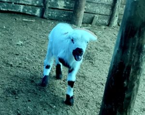 3 ayaklı doğan kuzu, görenleri şaşırttı