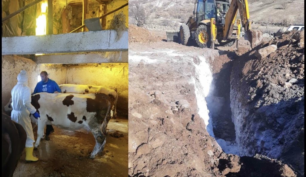 Pertek ilçesinde şap hastalığı ile mücadele çalışmaları sürüyor