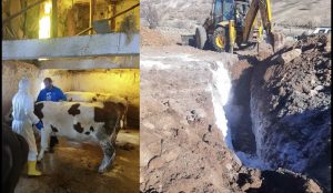 Pertek ilçesinde şap hastalığı ile mücadele çalışmaları sürüyor