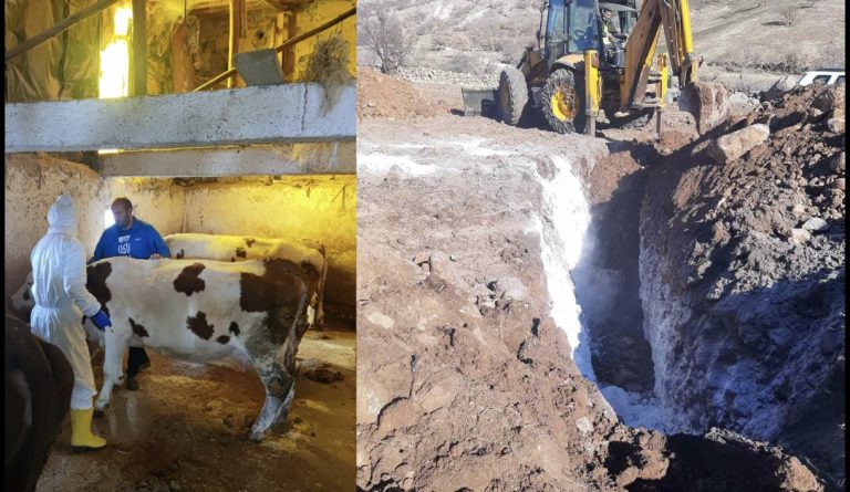 Pertek ilçesinde şap hastalığı ile mücadele çalışmaları sürüyor