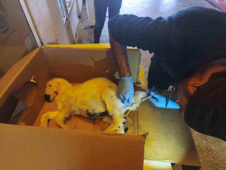 Çemişgezek’te dışkı yolu kapalı doğan kuzu, cerrahi müdahaleyle sağlığına kavuştu