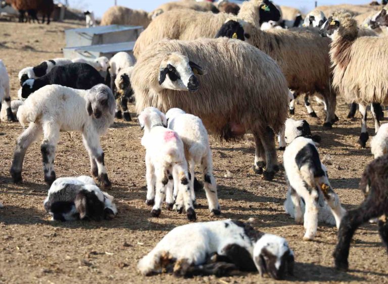 Tunceli’de şap karantinası