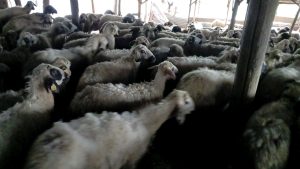 Çemişgezek’te izdiham oluşan ağılda 11 koyun telef oldu