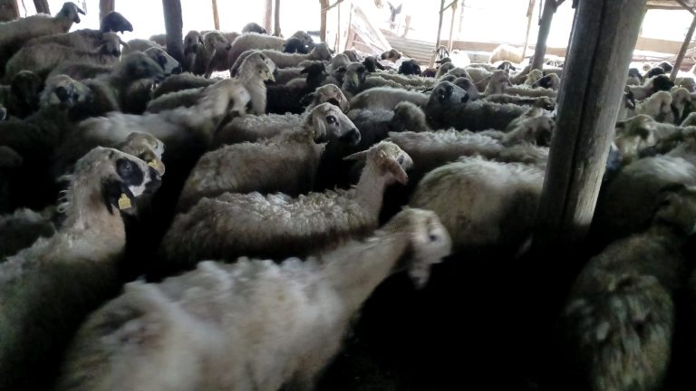 Çemişgezek’te izdiham oluşan ağılda 11 koyun telef oldu