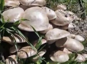 Doğa gezisi sırasında, mantar tarlasına denk geldi