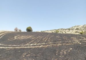Çemişgezek ilçesinde çıkan arazi yangınında 34 dönüm arpa tarlası kül oldu